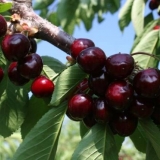 Trešnja revna: visina stabla, otpornost na mraz